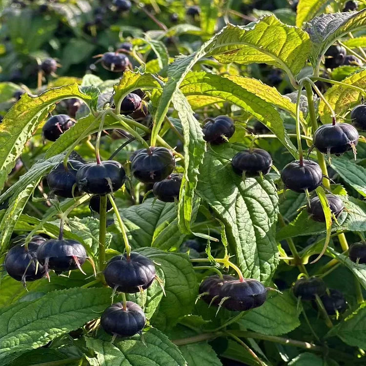 Premium Red Berry Ginseng Seeds: Easy-Grow Spider Fruit, Nutrient-Rich Garden Delight