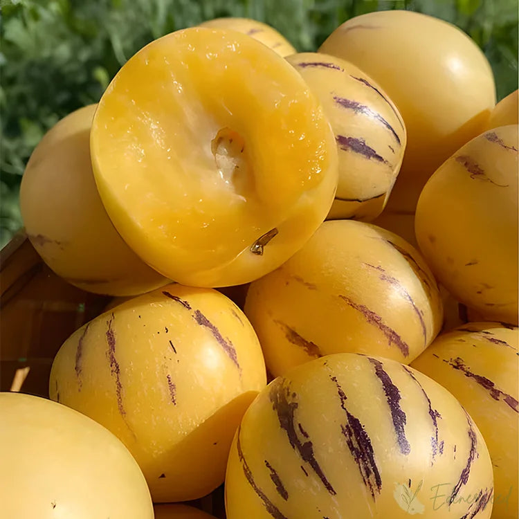 Premium Ginseng Fruit Seeds for Home Gardening - Grow Exotic Healthy Fruits