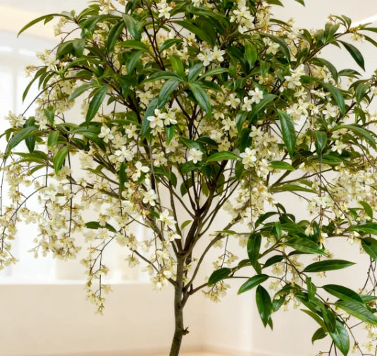 Premium Fragrant Hanging Jasmine Flower Seeds – Easy Grow Cascading Blooms for Home Decor