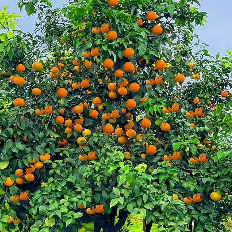 Organic Jelly Orange Seeds - Grow Your Own Sweet, Vibrant Citrus Fruit at Home