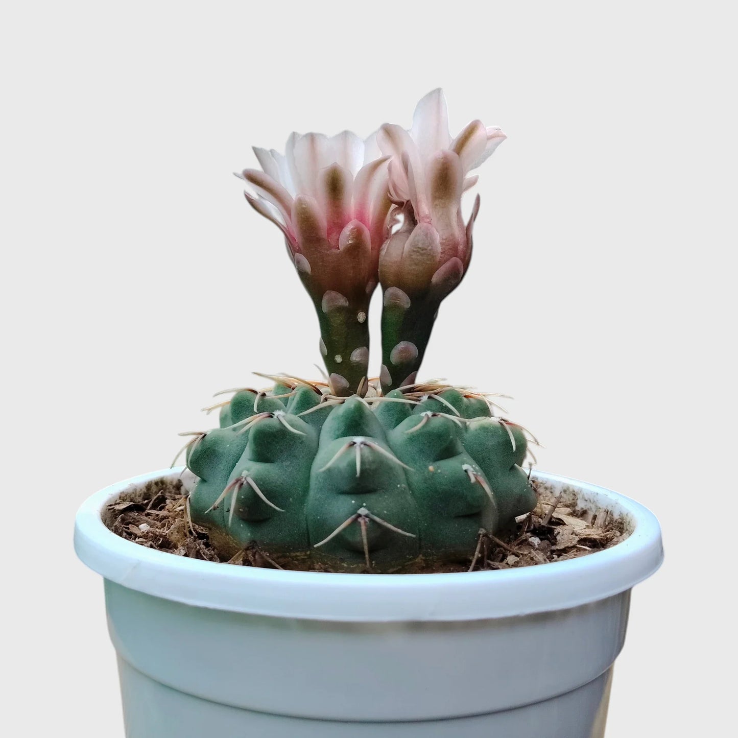 Gymnocalycium Quehlianum Hybrid Well Rooted Flowering Cactus 7-10cm