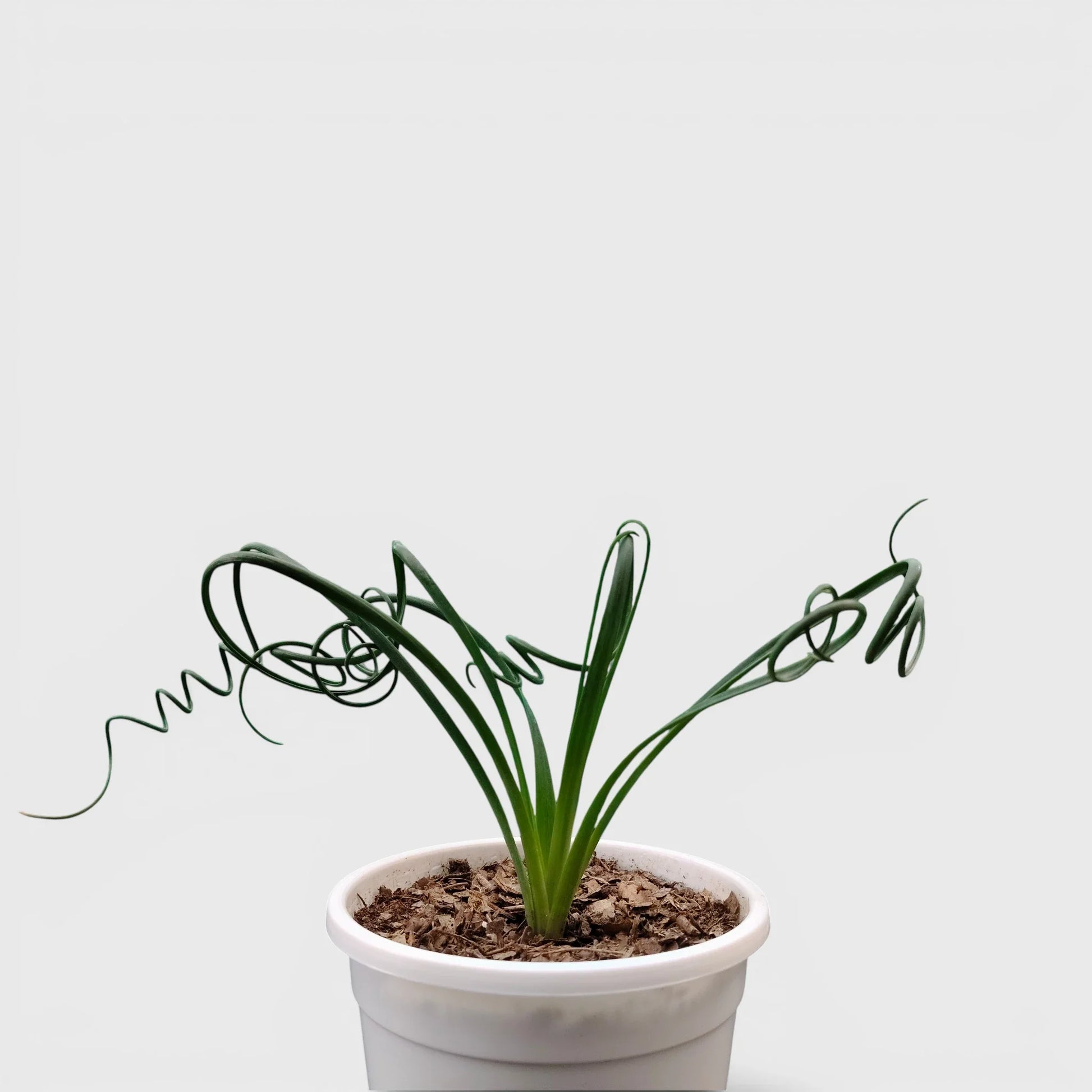 Seeds Ville Albuca Spiralis Frizzle Sizzle Corkscrew Succulent Plant