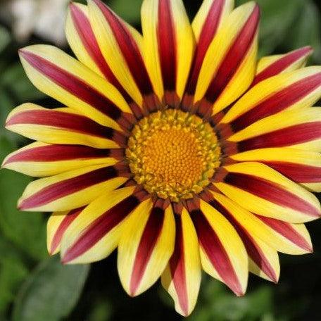 30+seeds/pack ORANGE PEACOCK GAZANIA FLOWER SEEDS / DROUGHT TOLERANT / RESEEDING ANNUAL