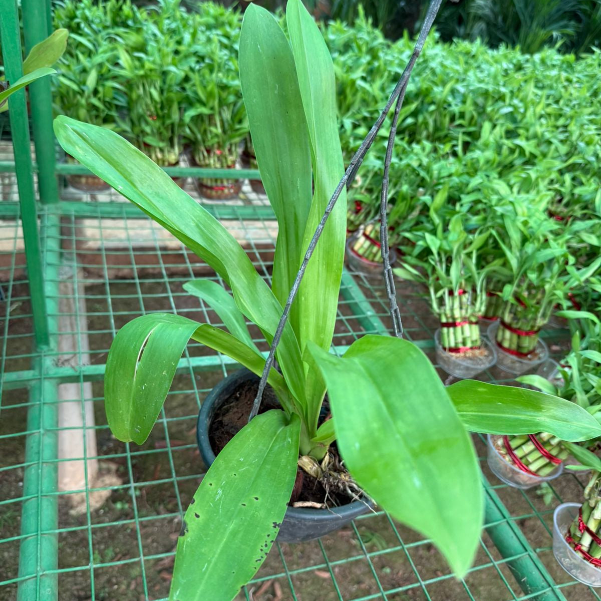 Seeds Ville Grammatophyllum Scriptum Citrinum Live Orchid Plant