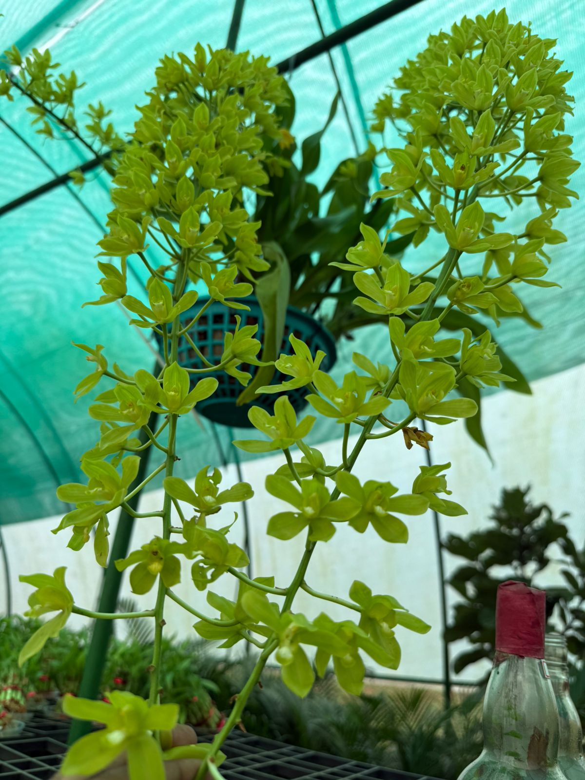 Seeds Ville Grammatophyllum Scriptum Citrinum Live Orchid Plant