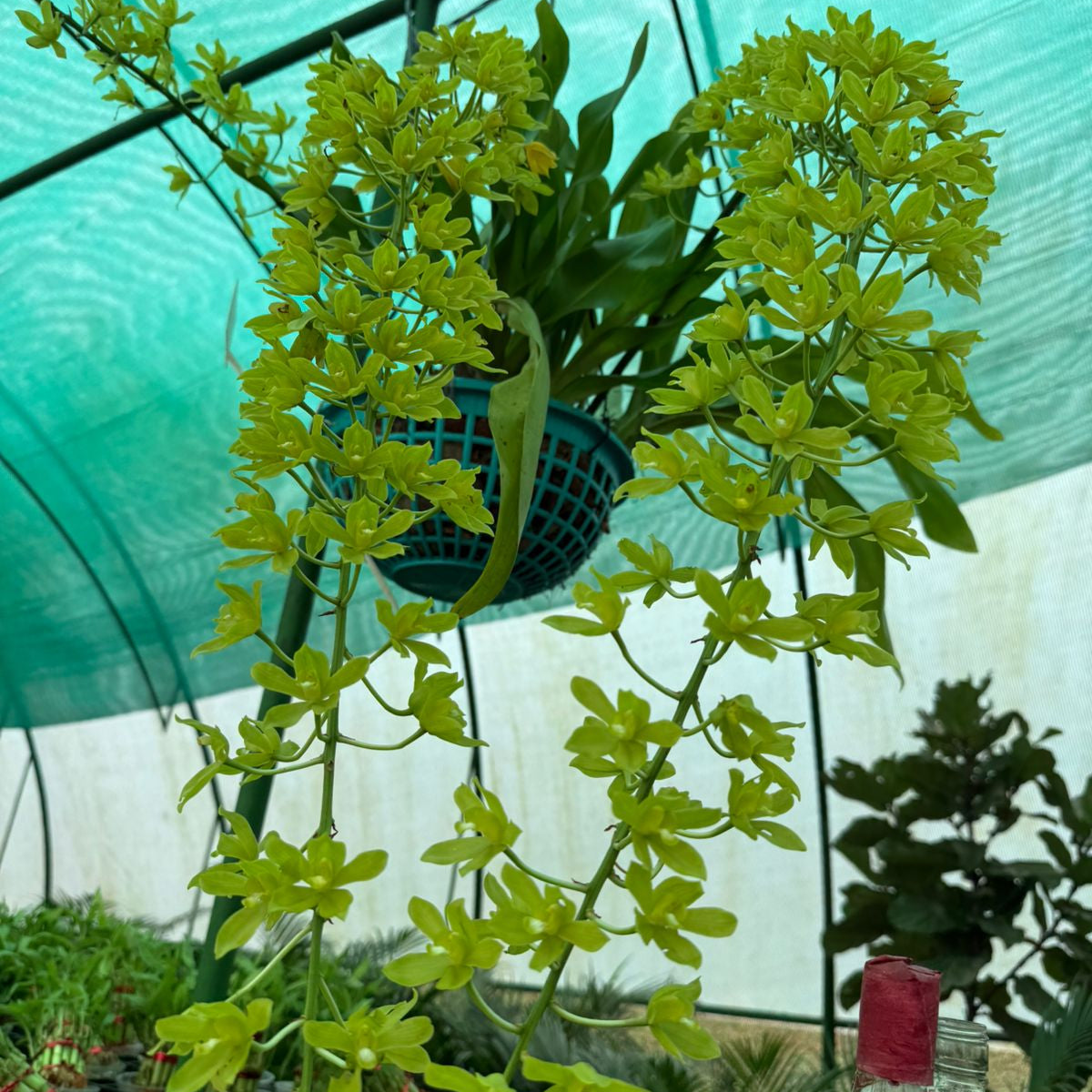 Seeds Ville Grammatophyllum Scriptum Citrinum Live Orchid Plant