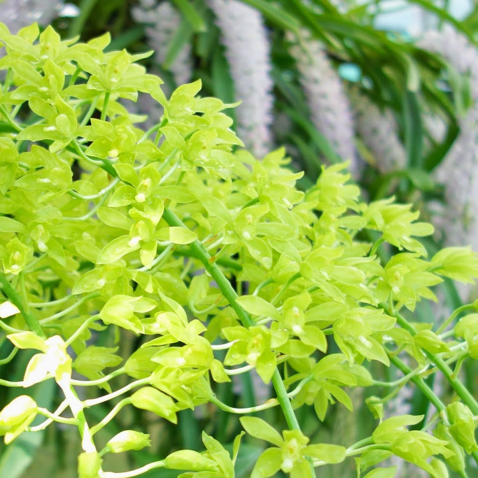 Seeds Ville Grammatophyllum Scriptum Citrinum Live Orchid Plant