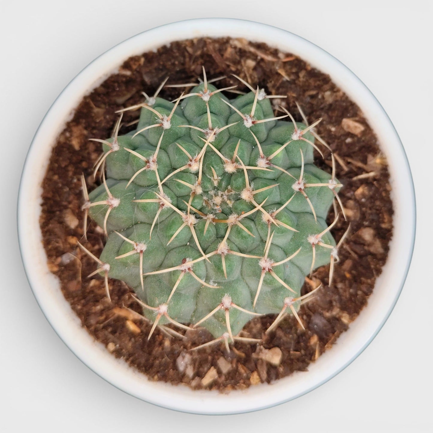 Gymnocalycium Quehlianum Hybrid Well Rooted Flowering Cactus 7-10cm