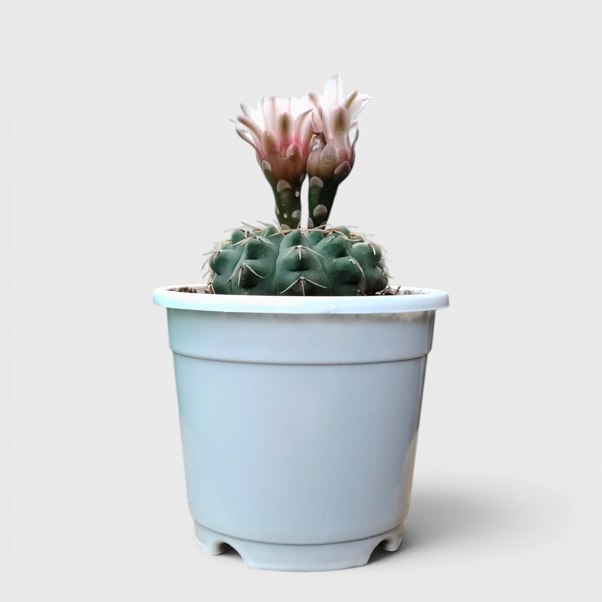 Gymnocalycium Quehlianum Hybrid Well Rooted Flowering Cactus 7-10cm