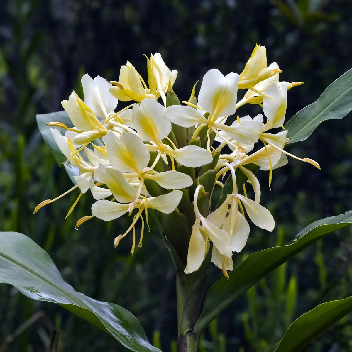 Seeds Ville Hedychium Yellow Fragrant Flowering Rare Live Plant