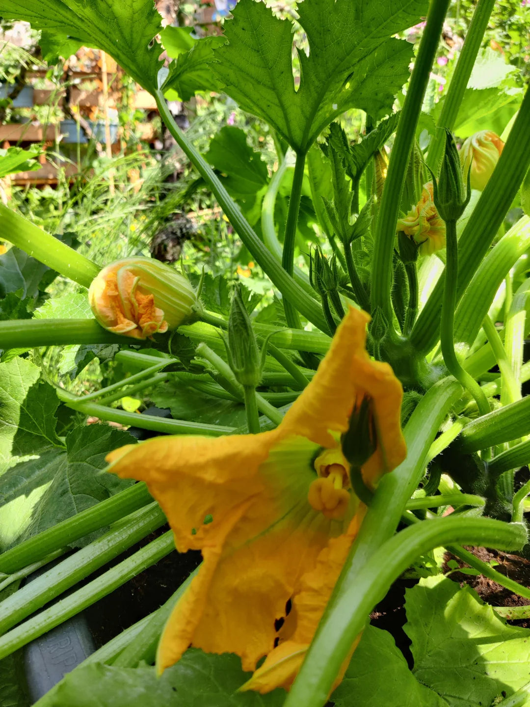 25 Seeds- Zucchini sKing Courgette Non GMO Heirloom Organic Seeds For Planting