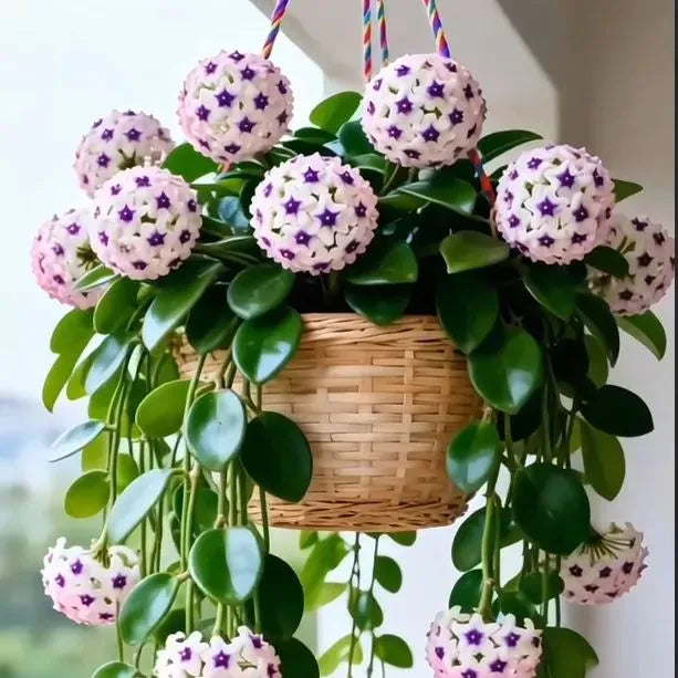 https://cdn.shopify.com/s/files/1/0717/0480/5420/files/imageName1769586860666_720x_dca8e9b0-f5e3-4235-93b3-5729f7d2f866.webp?v=1771234937