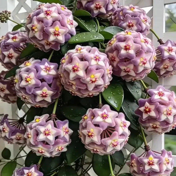 https://cdn.shopify.com/s/files/1/0717/0480/5420/files/imageName1769587048483_720x_6de4cbe4-84b1-47bf-8b08-b7b89a0af3ec.webp?v=1771234937