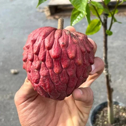 Seeds Ville Red Gefner Atemoya Live Plant Grafted