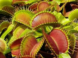 35 SEEDS Venus Fly Trap Carnivorous Plant Seeds
