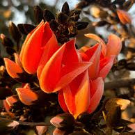 Seeds Ville Red Palash Live Plant Butea Monosperma