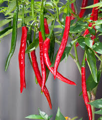 200 Seeds- Cayenne Pepper Organic Seeds For Sowing -  Eco Pack - Kitchen Garden Seeds/Bird Peppers