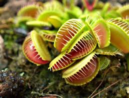 35 SEEDS Venus Fly Trap Carnivorous Plant Seeds