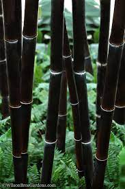 Seeds Ville Rare Black Nigra Bamboo Seeds - 50 Pcs