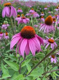 50 Seeds- Purple ECHINACEA/CONEFLOWER Flower Seeds For Planting
