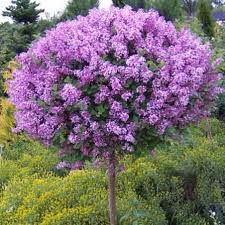 50 Seeds- Purple Lilac Bush Seeds For Home Garden- Grow In All Seasons - All India