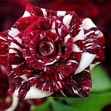 Seeds Ville Tiger Stripes Rose Flower Seeds - 50+ Seeds