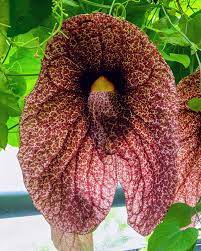 Tropica - Dutchman's Pipe Vine (Aristolochia labiata) - 20+ Seeds - Tropical Magic