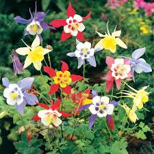 50 SEEDS- Columbine Mix Aquilegia Perennial Flower Seeds- Home Garden Eco Pack