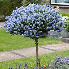 50+ Blue Lilac Seeds Tree Fragrant Hardy Perennial Flower Shrub Garden Bloom- Eco Pack For Home Garden