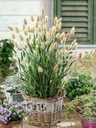 100 Seeds- Ornamental Bunny Tail Grass Seeds For Home Garden- Grow Year Round.