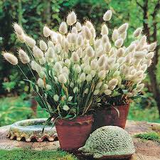 100 Seeds- Ornamental Bunny Tail Grass Seeds For Home Garden- Grow Year Round.