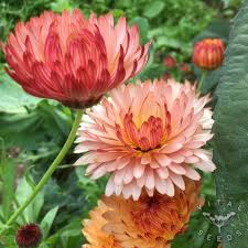 40+seeds/pack CALENDULA TRIANGLE FLASHBACK FLOWER SEEDS / RE-SEEDING ANNUAL - Seeds Ville