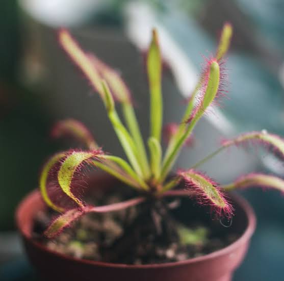 Set of Two Live Cape Sundew Carnivorous Plants with Kit