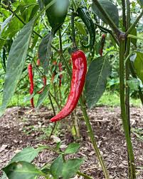 200 Seeds- Cayenne Pepper Organic Seeds For Sowing -  Eco Pack - Kitchen Garden Seeds/Bird Peppers