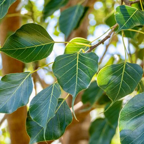 Pushyami Nakshatra Peepal Ficus Religiosa Sacred Live Plant