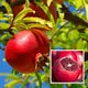 Seeds Ville Super Bhagwa Pomegranate Anar Grafted Fruit Plant 45-90cm
