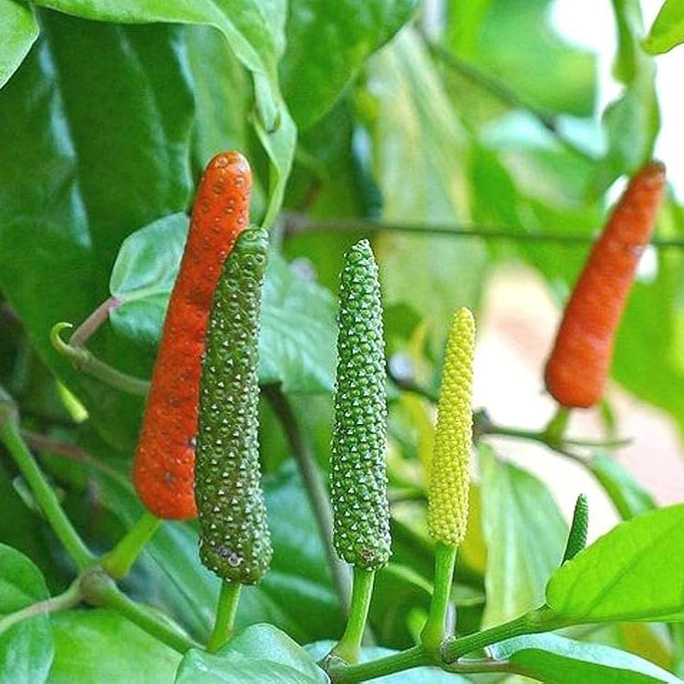 Seeds Ville Arudra Nakshatra Pippali Long Pepper Live Plant