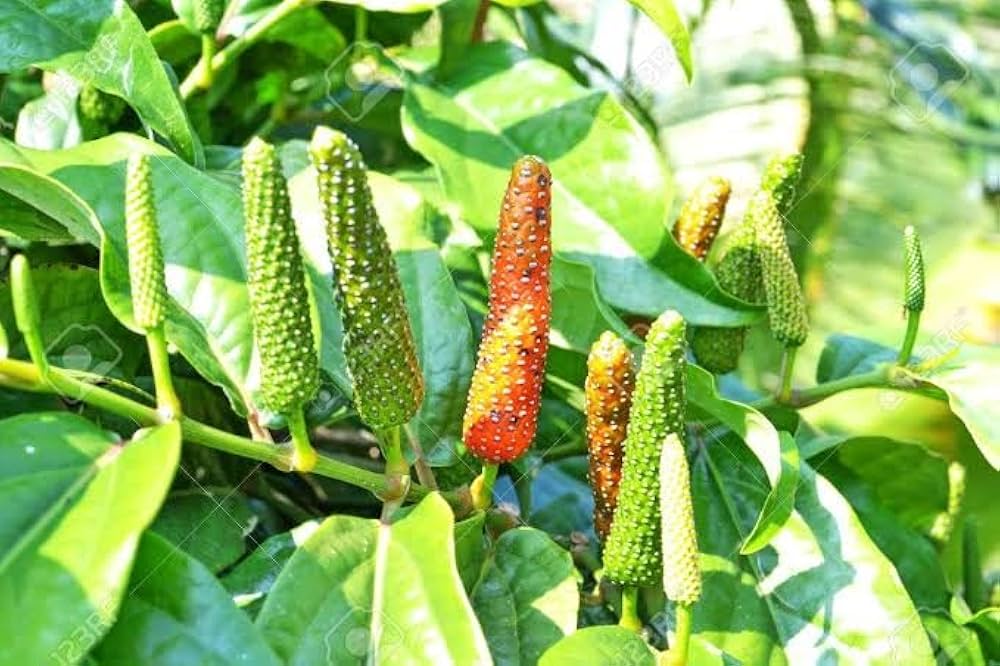 Seeds Ville Arudra Nakshatra Pippali Long Pepper Live Plant