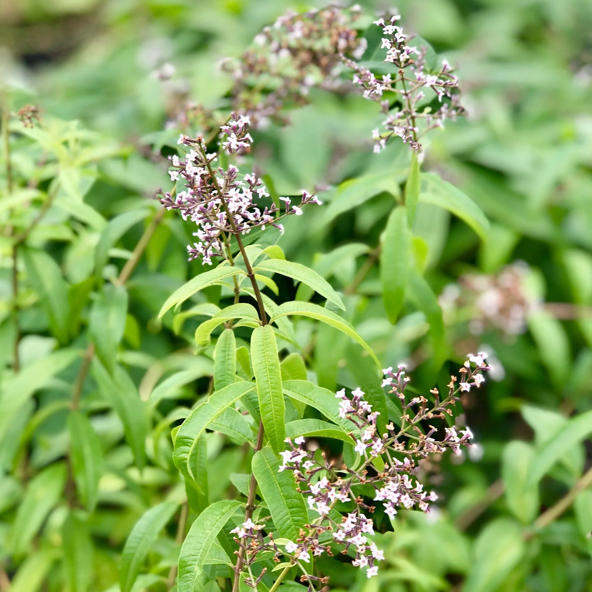 Seeds Ville Lemon Verbena Live Plant