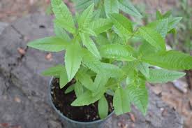 Seeds Ville Lemon Verbena Live Plant