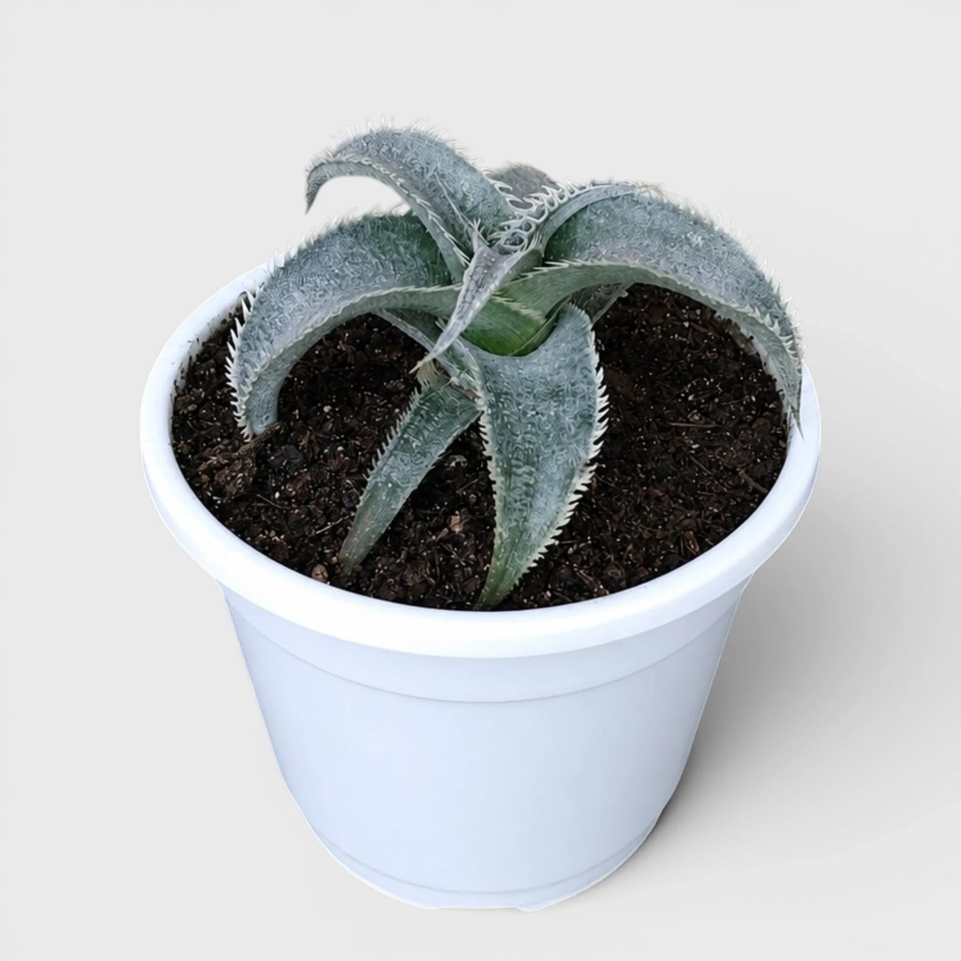Dyckia Marnier-Lapostollei Rare Silver Bromeliad Live Plant