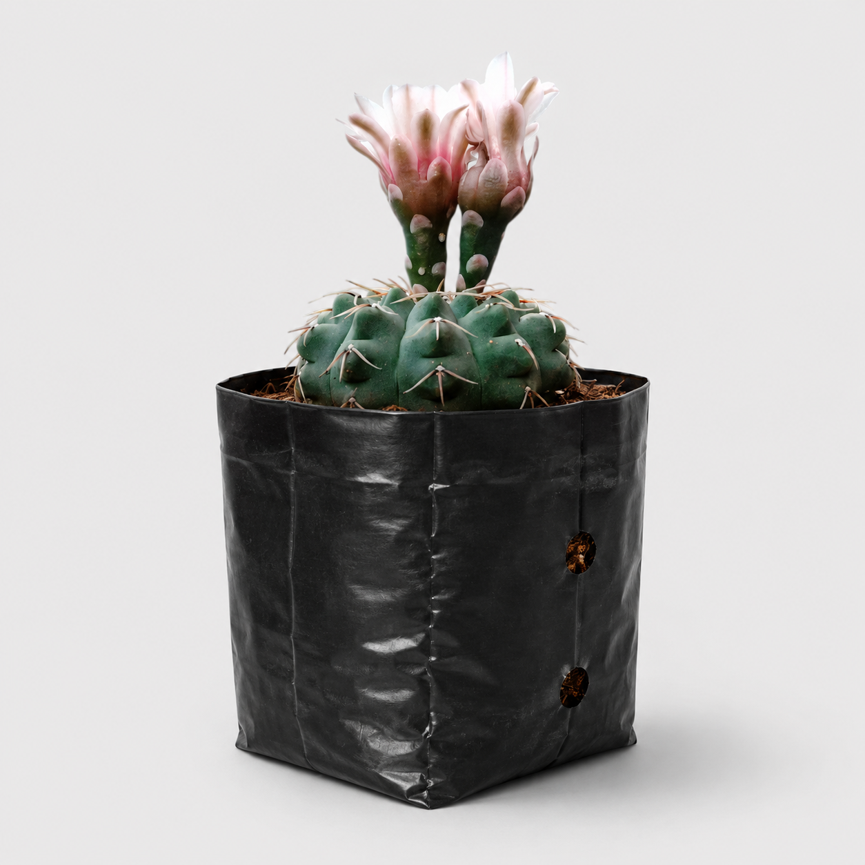 Gymnocalycium Quehlianum Hybrid Well Rooted Flowering Cactus 7-10cm
