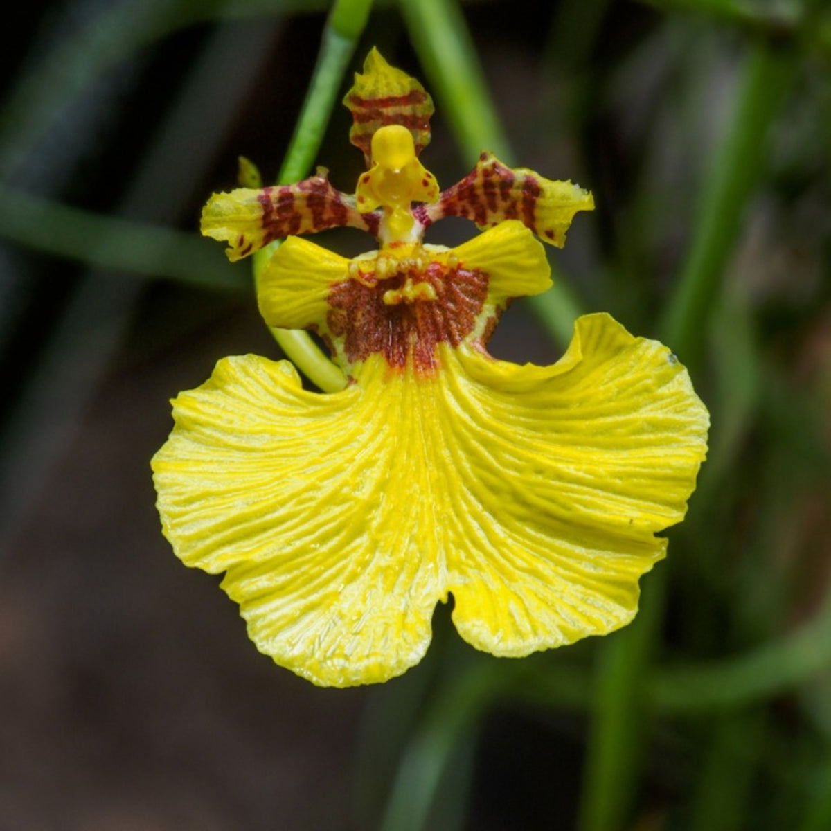 Yellow Dancing Doll Orchid Hybrid Live Plant