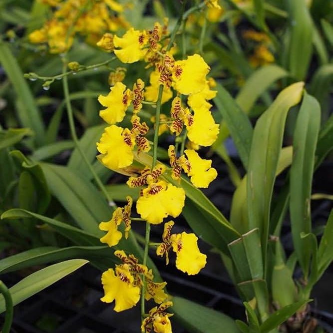 Yellow Dancing Doll Orchid Hybrid Live Plant
