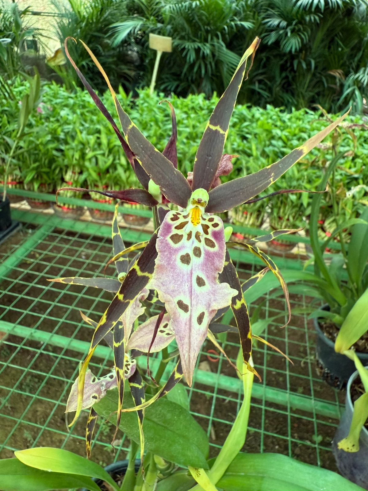 Seeds Ville Bratonia Shelob Tolkien Spider Orchid Live Plant