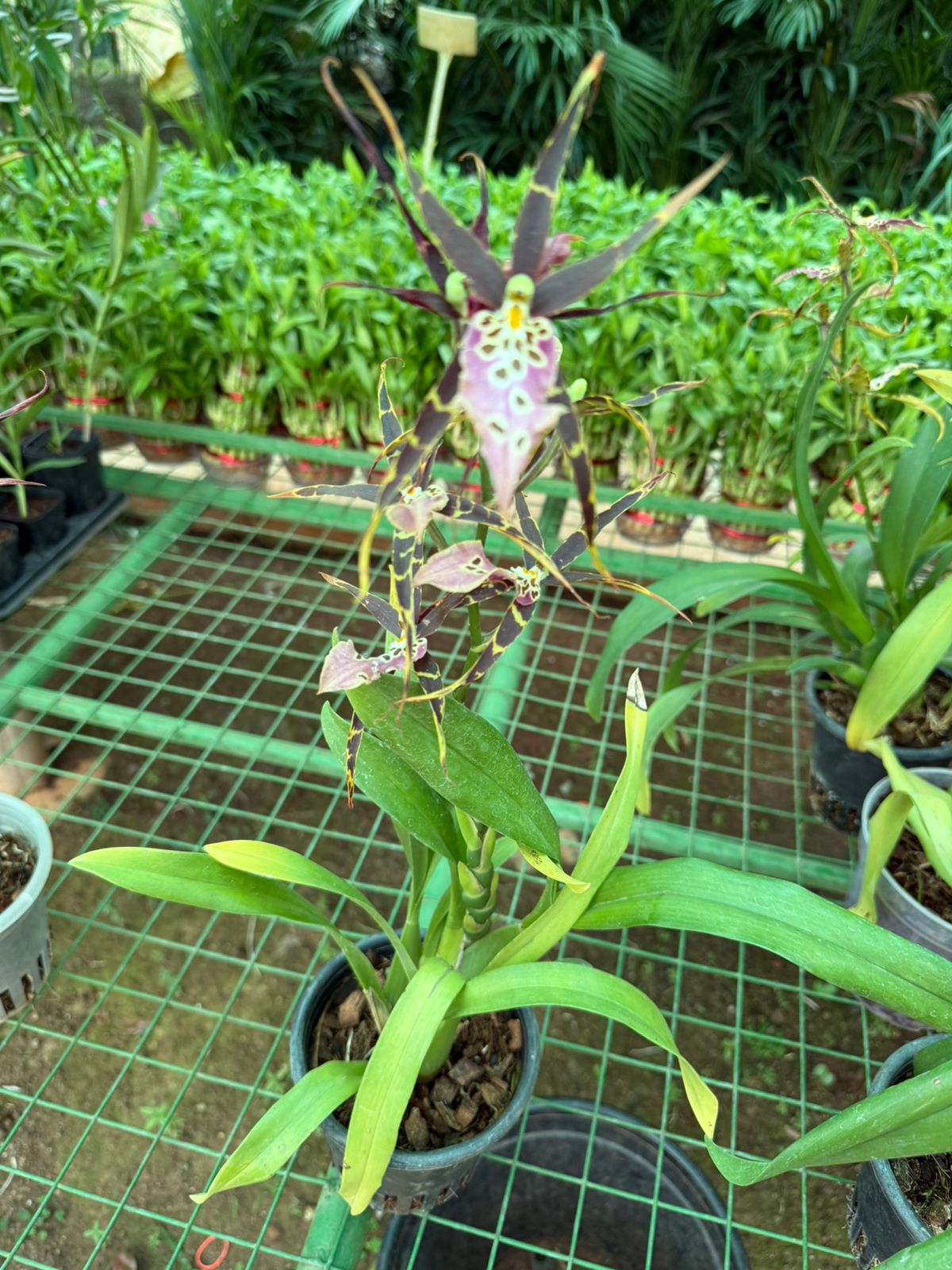 Seeds Ville Bratonia Shelob Tolkien Spider Orchid Live Plant