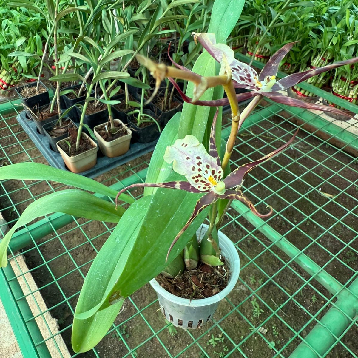 Seeds Ville Bratonia Shelob Tolkien Spider Orchid Live Plant