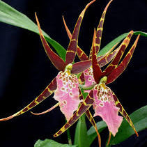 Seeds Ville Bratonia Shelob Tolkien Spider Orchid Live Plant