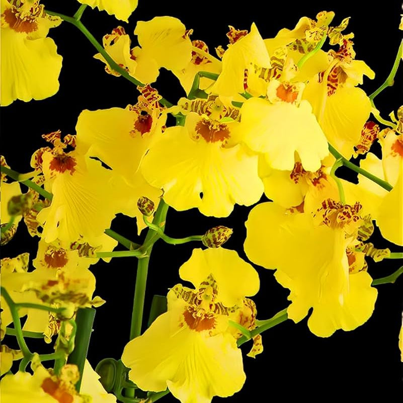 Yellow Dancing Doll Orchid Hybrid Live Plant