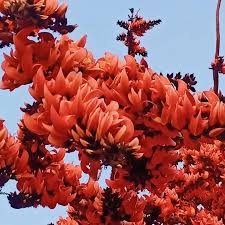 Seeds Ville Red Palash Live Plant Butea Monosperma